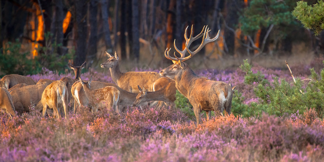 Deer on Hougun Manor Estate