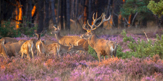 Deer on Hougun Manor Estate